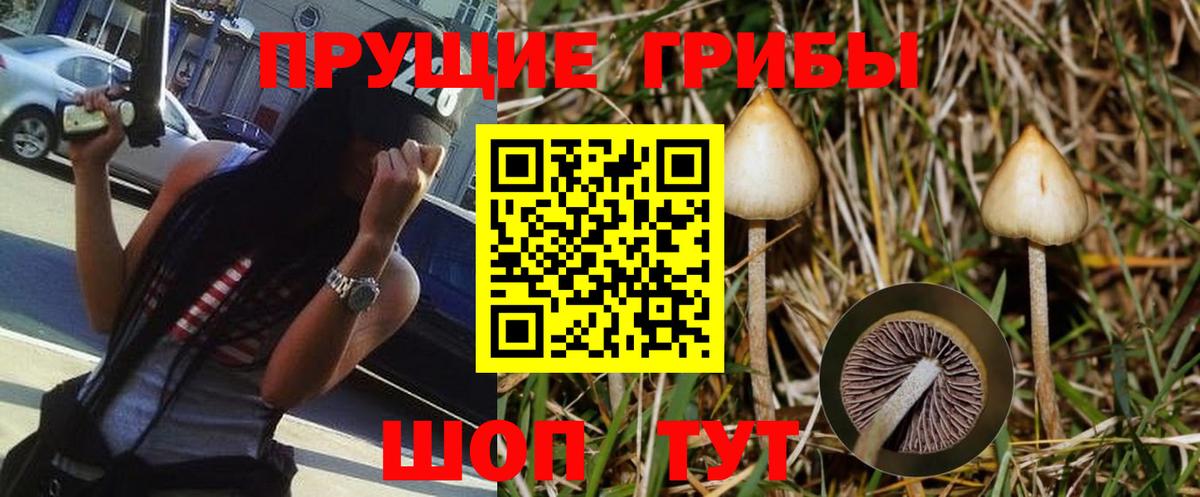 Осинники  Галлюциногенные грибы прущие грибы  Вход с VPN 